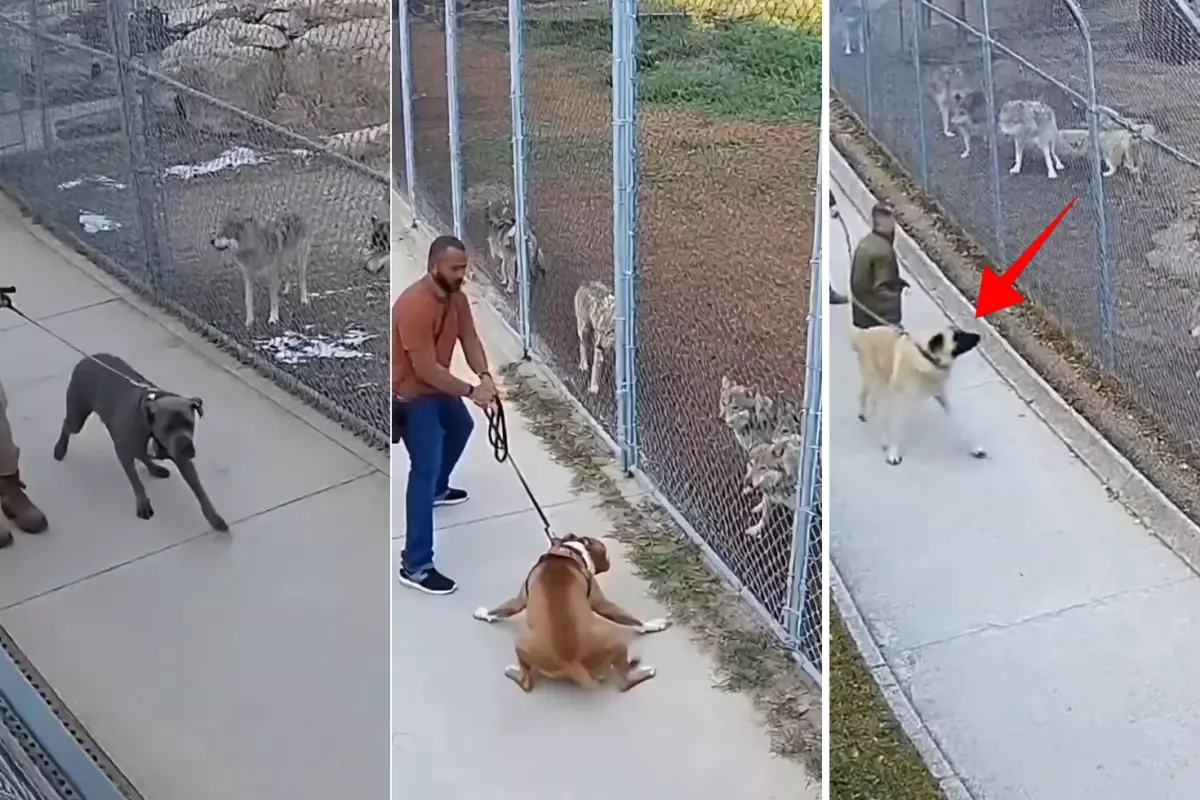 Sivas kangalını ve diğer köpekleri kurt sürüsünün karşısına çıkardılar: Sonuç inanılmaz