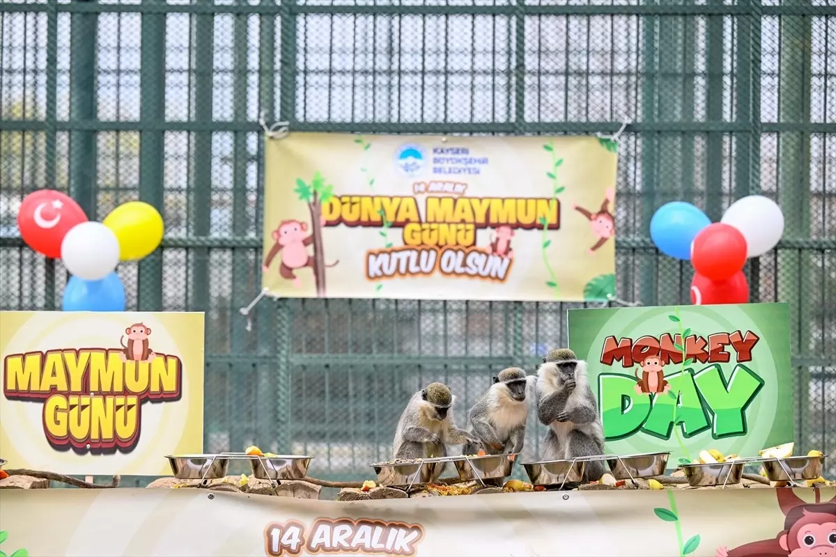 Kayseri\'de Maymunlara Muz Ziyafeti