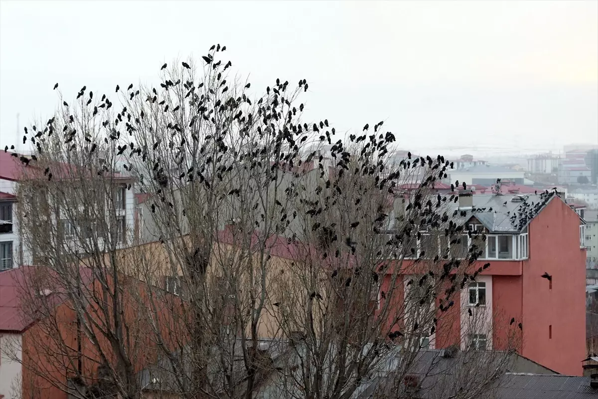 Kar Yağışı Sonrası Kuşların Şovu