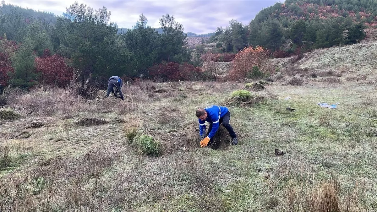 Demirci\'de Boş Arazilere Fidan Dikimi Başladı