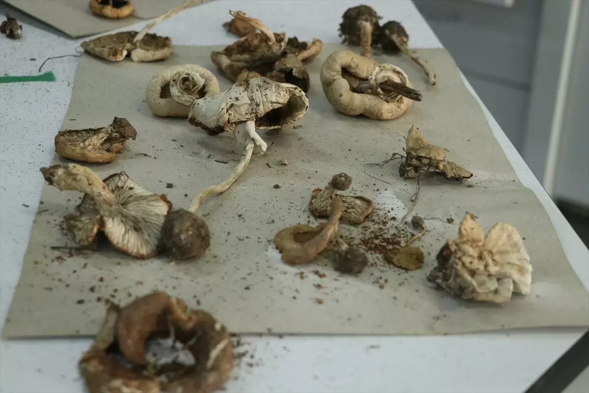 Ganos Dağı\'ndaki Mantar Araştırması