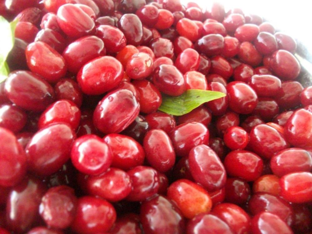 Gribin ilacı bu meyve! Portakal ve mandalinayı geride bırakıyor Gribin ilacı bu meyve! Portakal ve mandalinayı geride bırakıyor