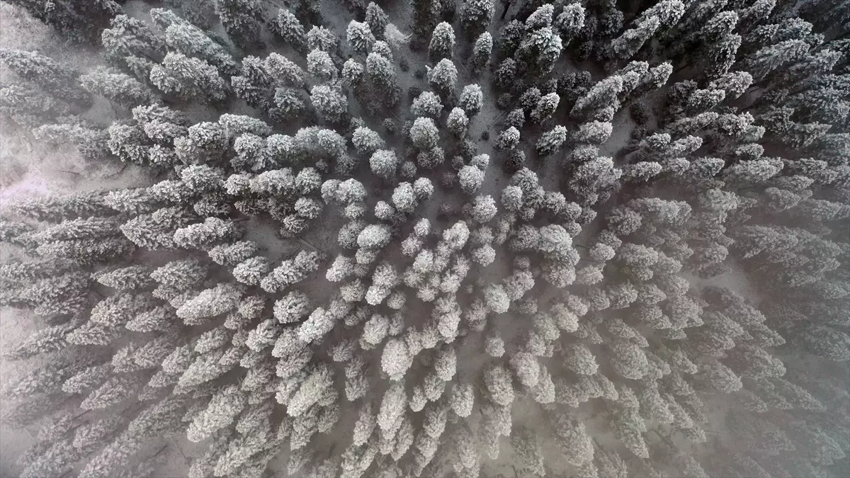 Ilgaz Dağı\'nda Kar ve Sis Güzelliği