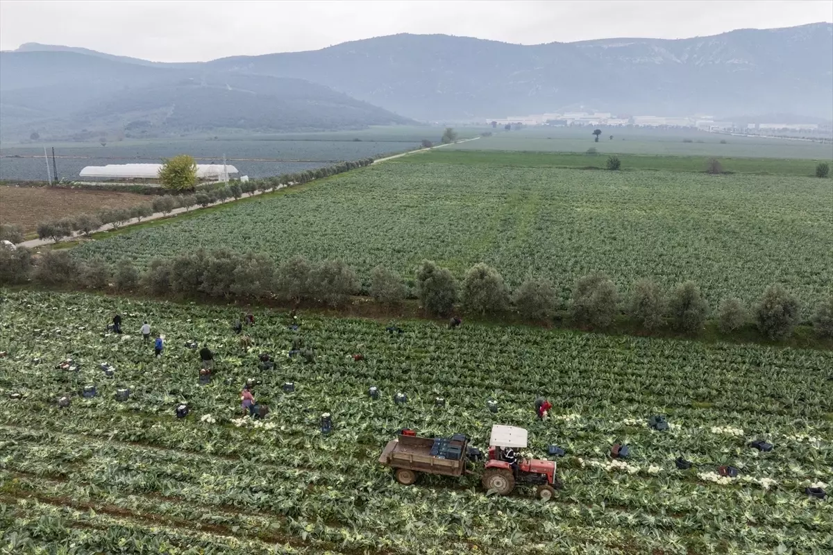 İzmir\'de Kış Sebzeleri Hasadı Başladı