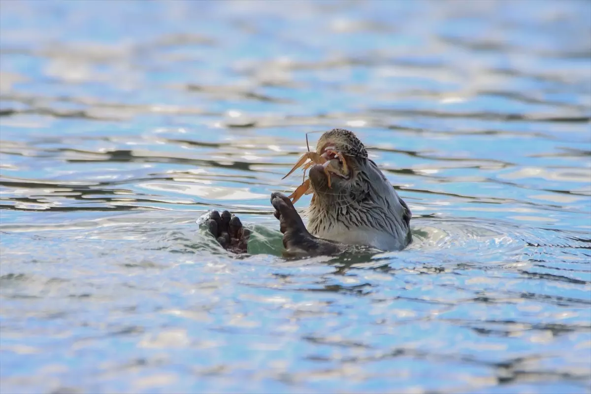 Eflani\'de Su Samuru Görüntülendi