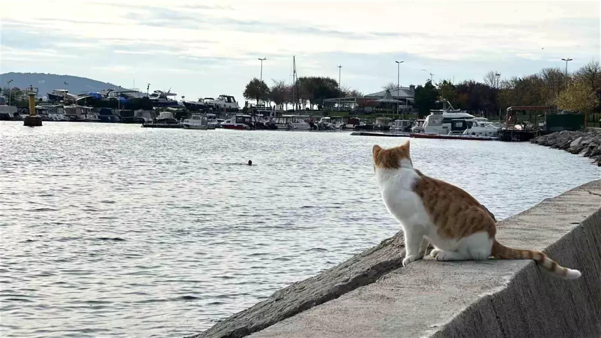 Soğuk Havada Denize Giren İki Arkadaş