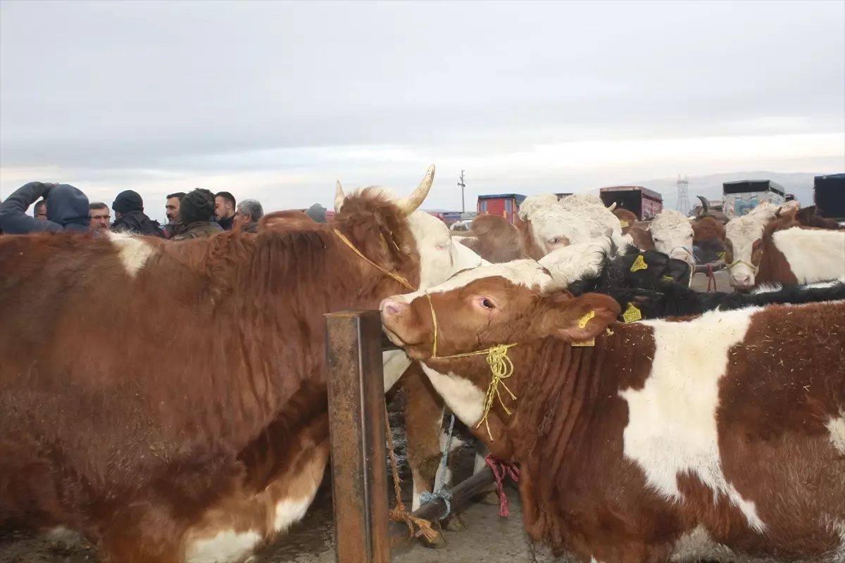 Şarkışla Hayvan Pazarı Yeniden Açıldı