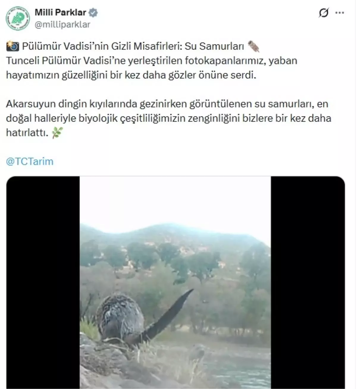 Tunceli\'de Su Samurları Fotokapana Yakalandı