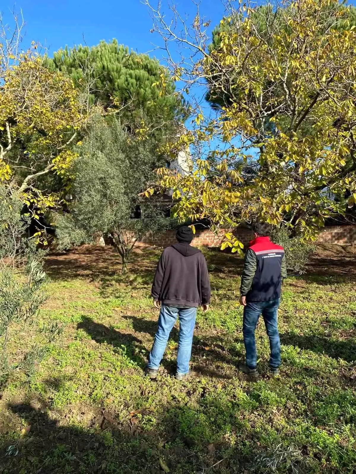 Ceviz Bahçesinde Kontrol ve Denetim