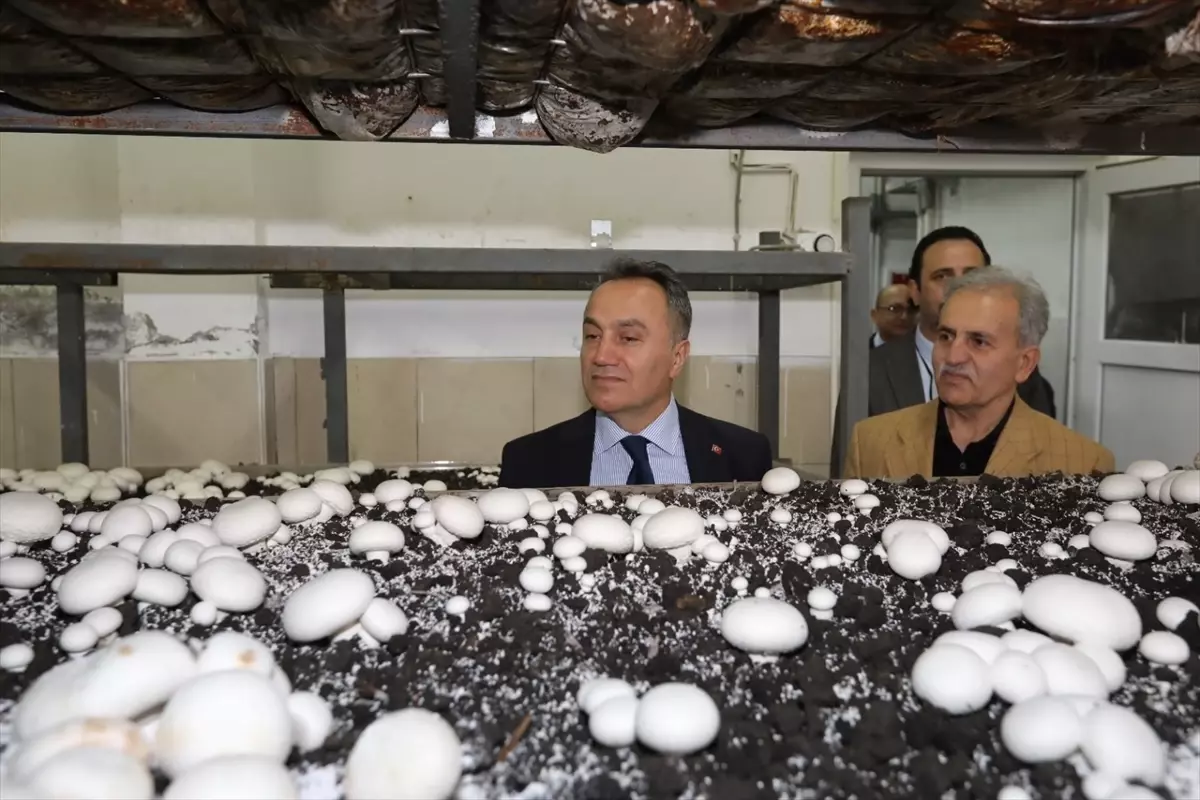 Rektör Yılmaz Mantar Tesisini Ziyaret Etti