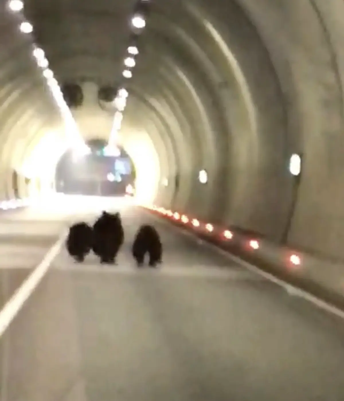 Amasra\'da Bozayı Ailesi Tünelde Görüntülendi