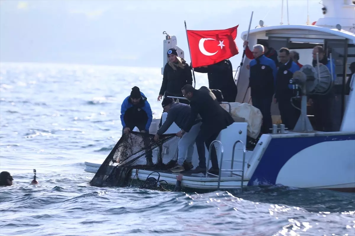 Hayalet Ağlar Temizleniyor