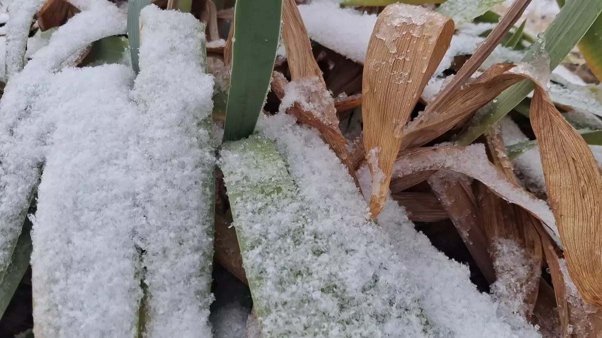 İpekyolu\'nda Kar Yağışı Etkili Oldu