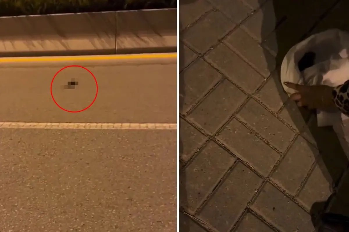 Kedi ya da köpek değil! \'\'Çocuğum\'\' dediği canlıyı ağlaya ağlaya veterinere götürdü