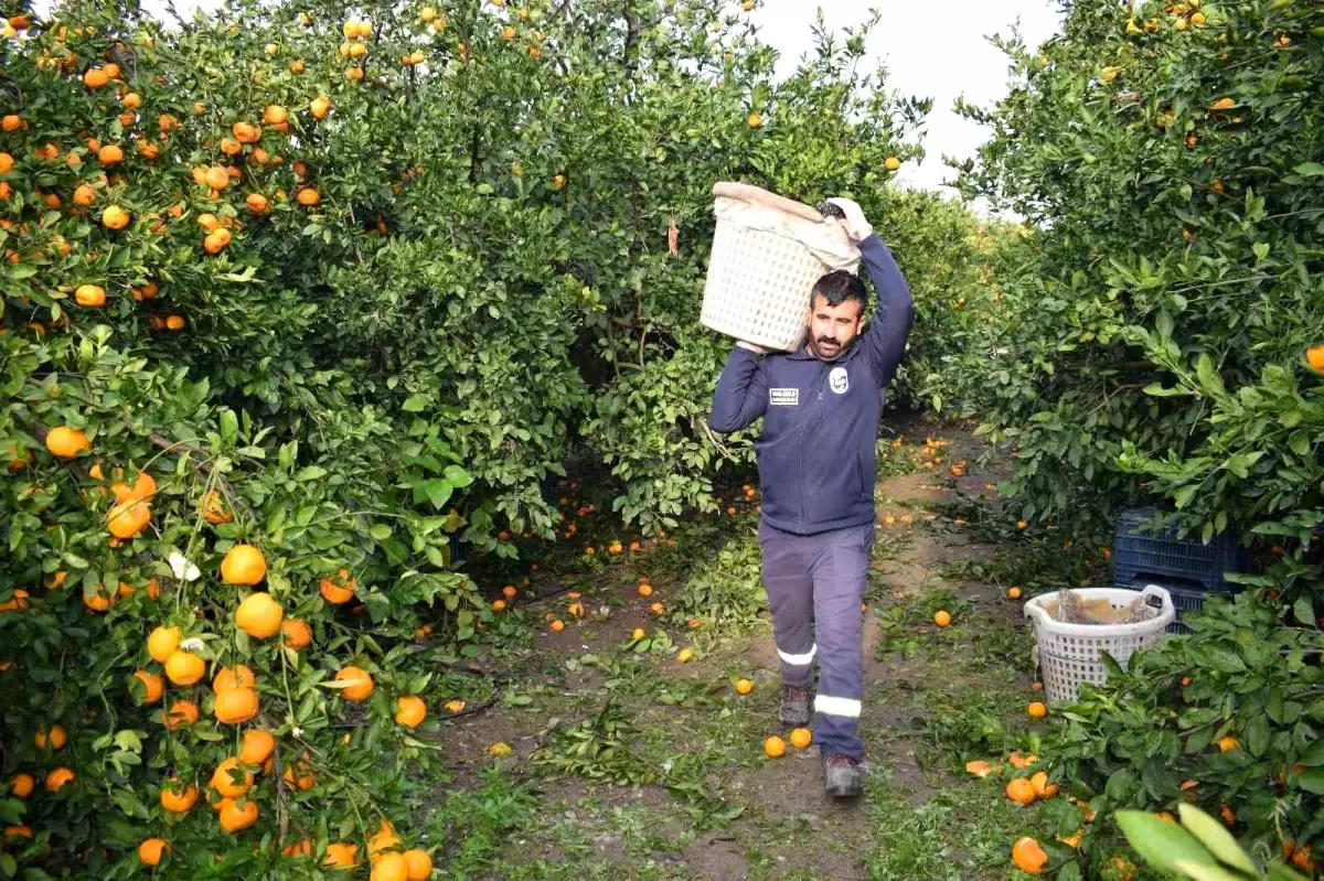 Kilogram fiyatı 2 TL\'ye düşünce dalda çürümeye bırakılmıştı, 320 ton ürün vatandaşlara ücretsiz dağıtıldı