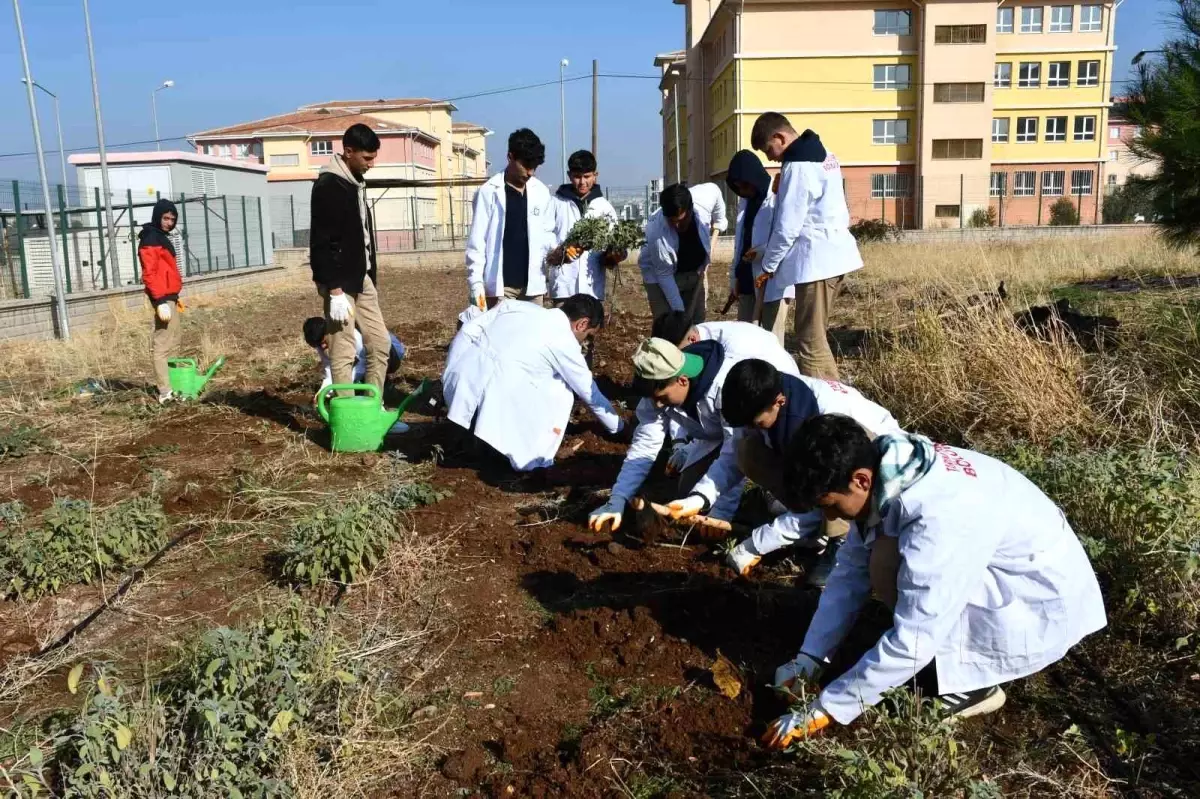 Siverek\'te Lise Öğrencileri Aromatik Bitki Yetiştiriyor