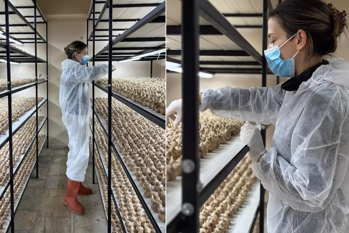 100 bin lira maaşlı işi bırakıp sektör değiştirdi! Kilosunu 700 bin liraya satıyor