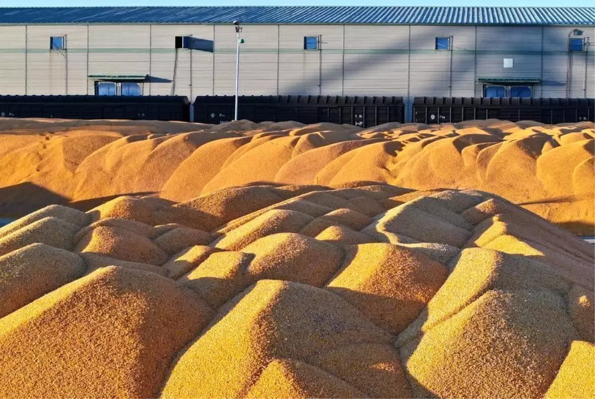 Heilongjiang\'dan Rekor Tahıl Üretimi