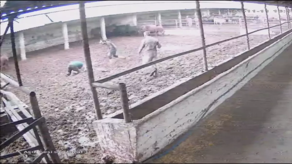 Boğa Saldırısı: Çiftlikte Panik Anları