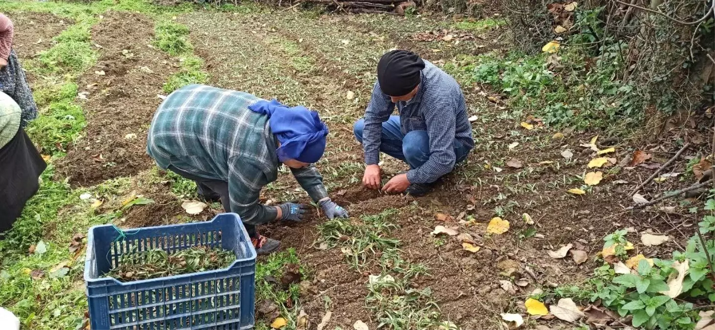 Zonguldak\'ta Salep Yetiştiriciliği Başladı
