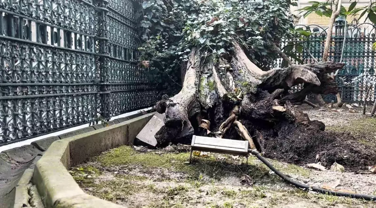 Eyüp Sultan Camii\'nde ağaç devrildi