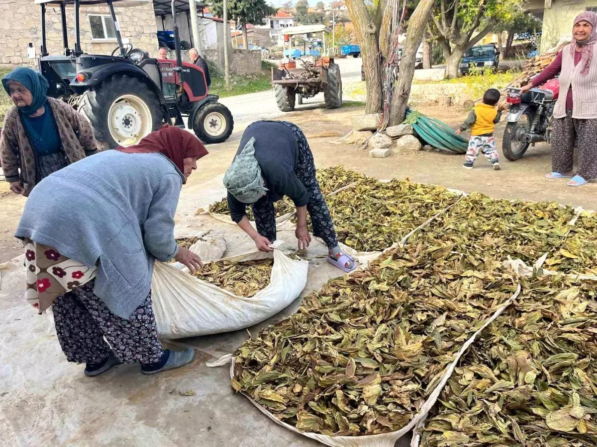 Buldan\'da Tütün Hasadı Başladı
