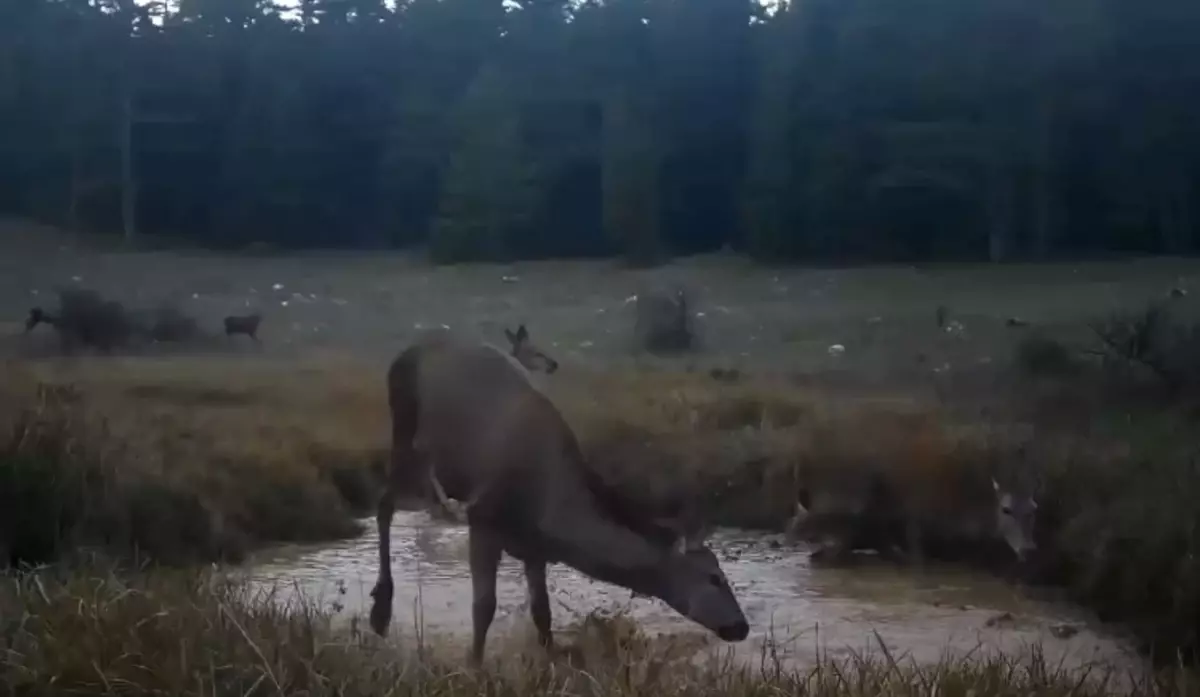 Kızıl Geyiklerin Dansı
