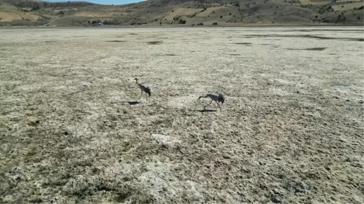 Bingöl Gölü\'nde Kuş Çeşitliliği Yeniden Artıyor
