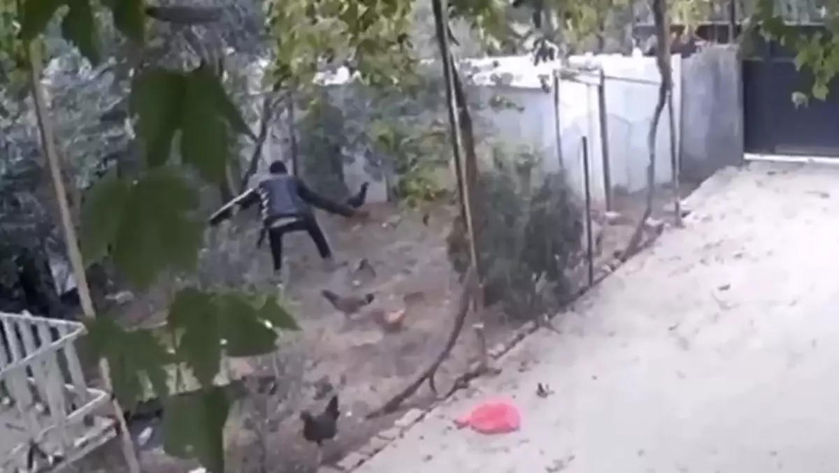 Osmaniye\'de Tavuk Hırsızlığı: Bir Kişi Tutuklandı