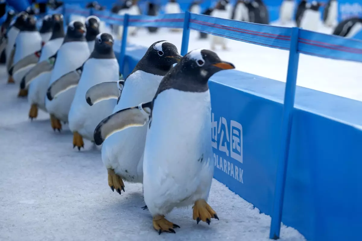 Harbin\'de 100 Penguen Geçit Töreni