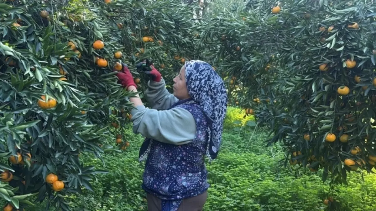 Bodrum mandalinası hasadı başladı