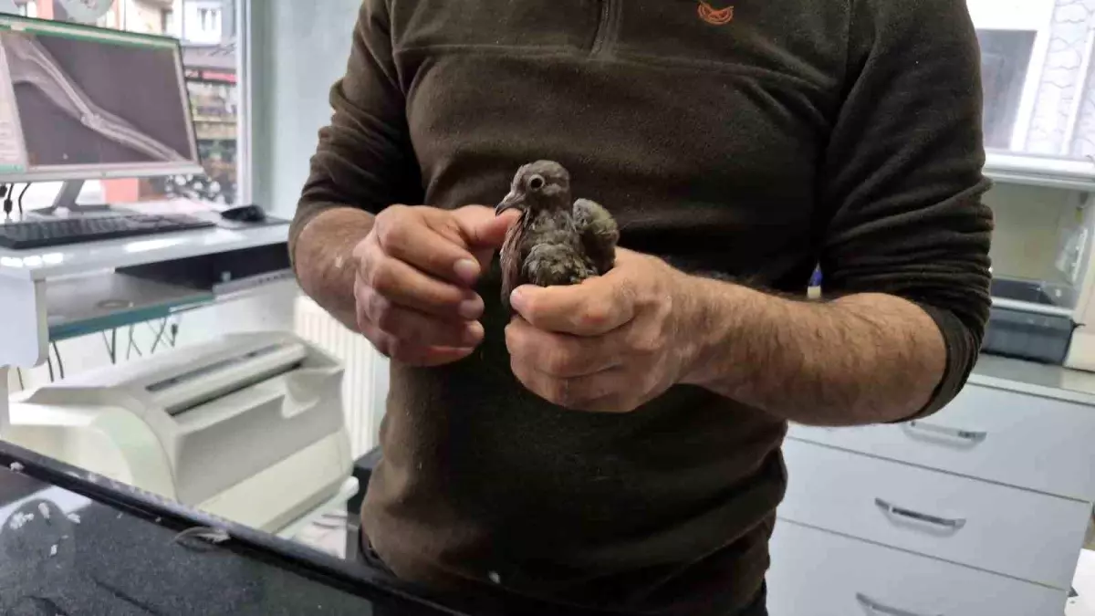 Düzce\'de Duyarlı Vatandaş Kumruyu Kurtardı