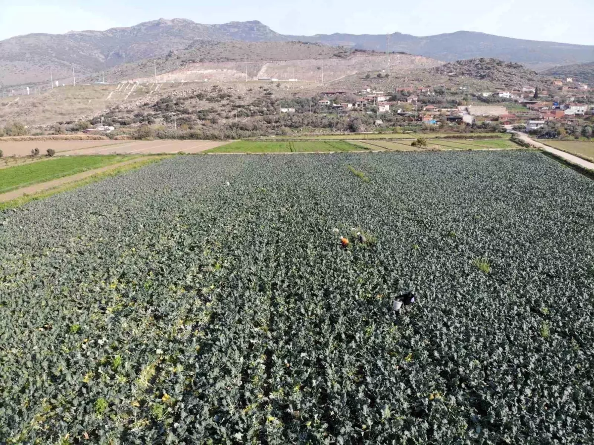 İzmir Menemen\'de Brokoli Hasadı Başladı