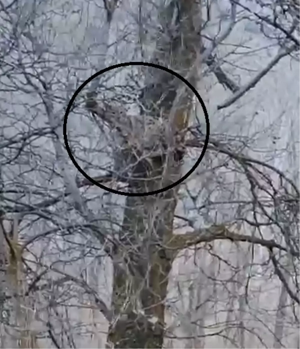 Nesli Tükenme Tehlikesindeki Vaşak Ağaçta Görüntülendi