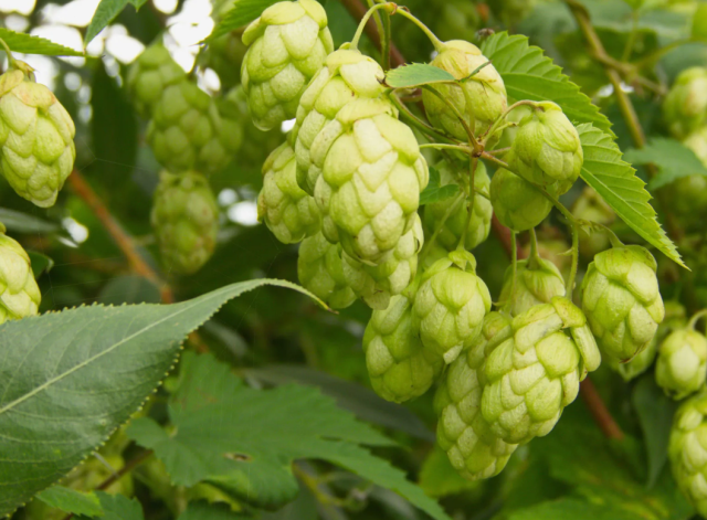 Türk çiftçisi çöpe atıyor, Avrupa'da kilosu 35 bin TL'den satılıyor