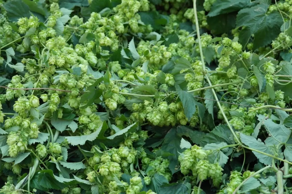 Türk çiftçisi çöpe atıyor, Avrupa\'da kilosu 35 bin TL\'den satılıyor