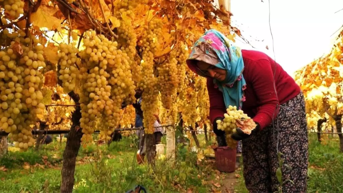 Sarıgöl\'de Üzüm Hasadı Sonuçlanıyor