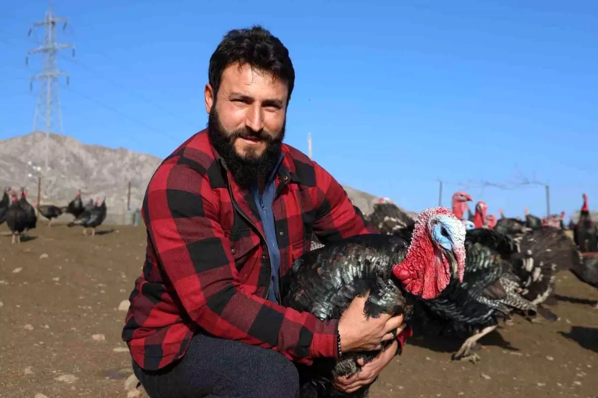 Elazığ\'da Hindi Çiftliği Kurdu