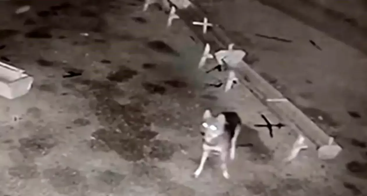 Kurt ve köpekler koyunları telef etti