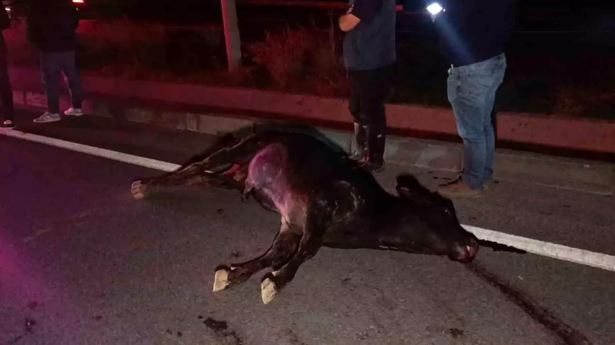 Manavgat\'ta Yolda İnek Kazası