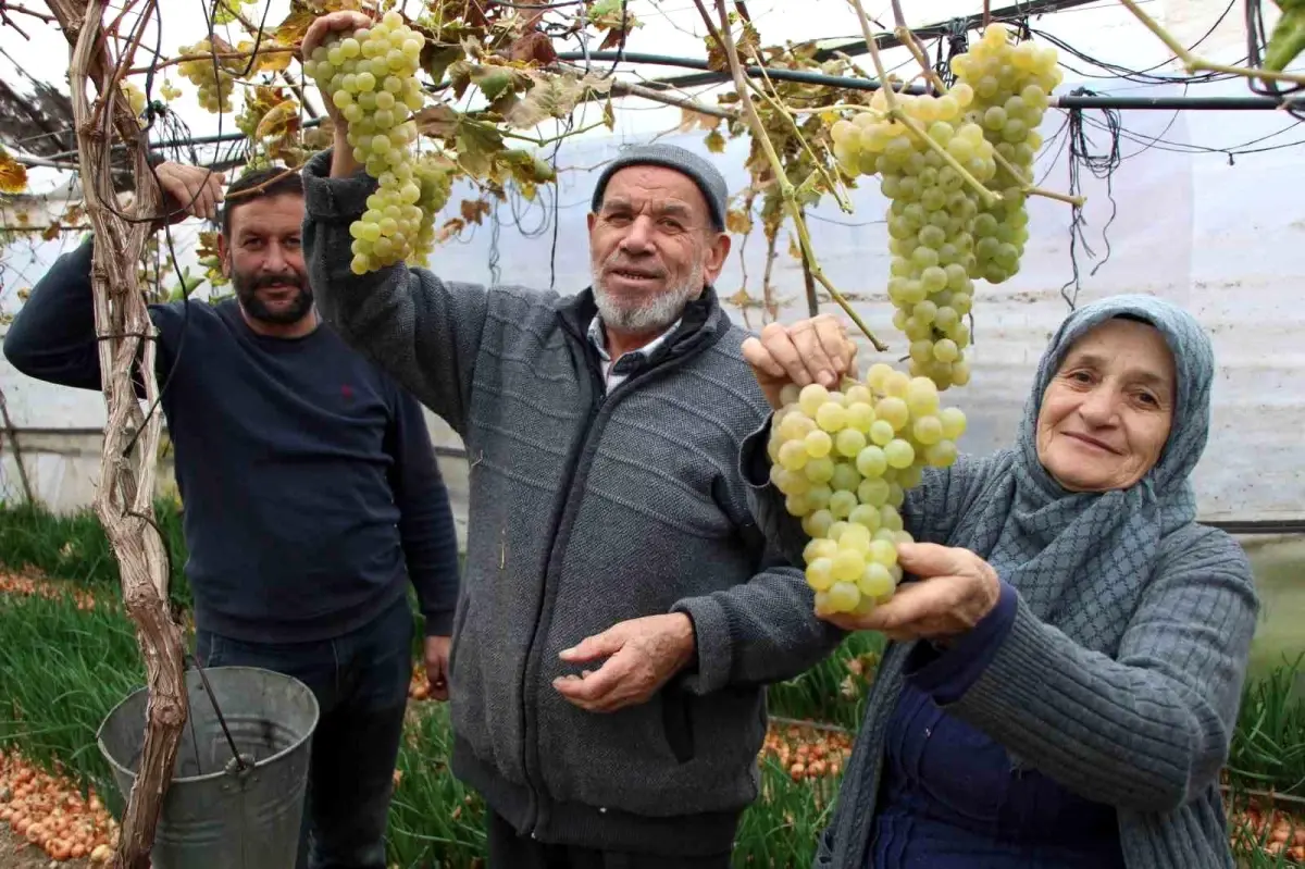 Feruziye Nine\'nin Üzüm Başarısı