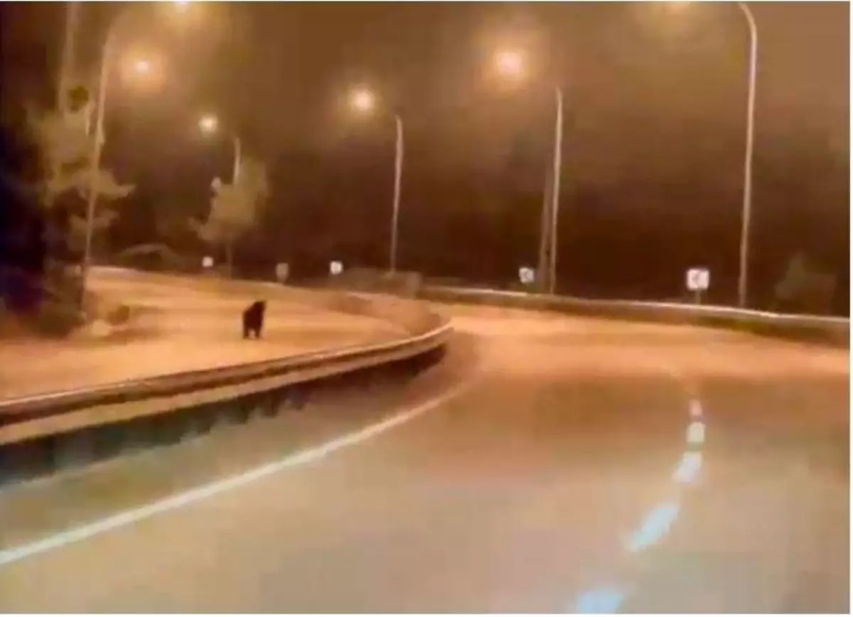 Bilecik\'te Ayı Yola İndi