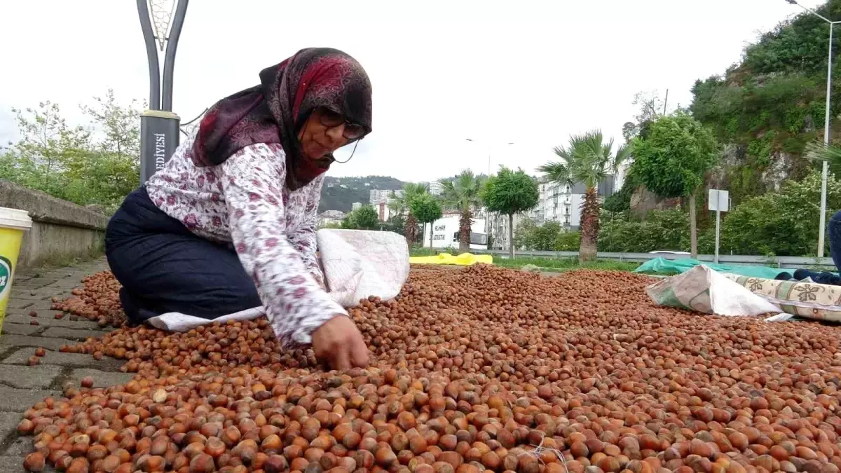 Giresun\'da Fındık Fiyatları Düşüşte