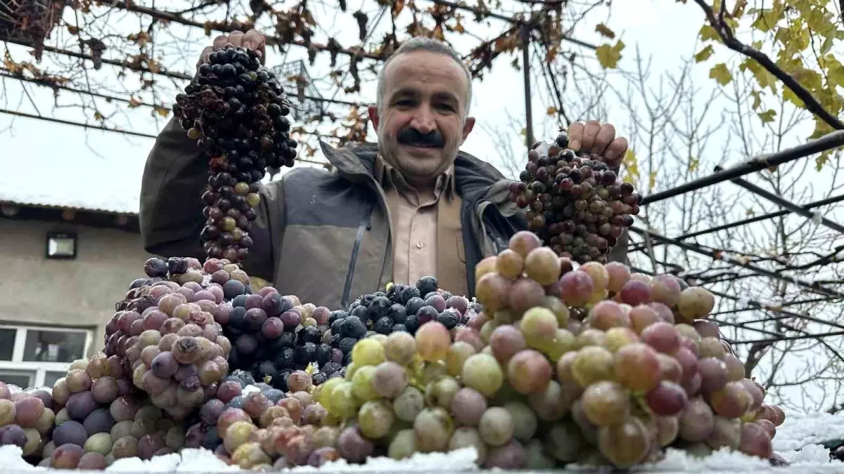 Aktütün Kışlık Üzümü Zorlu Şartlarda Toplanıyor