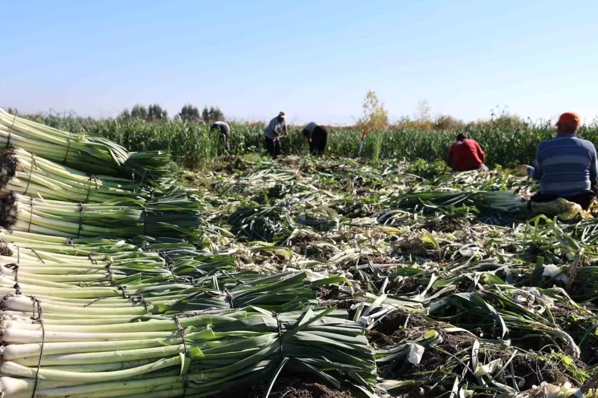 Kozan\'da Pırasa Hasadı Başladı