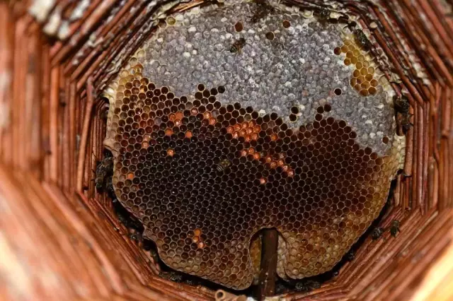 Evinin en güzel odasını tahsis etti! Kilosunu 10 bin TL'den satıyor Evinin en güzel odasını tahsis etti! Kilosunu 10 bin TL'den satıyor
