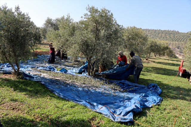 Muhtar fabrika kurup tüm mahalleyi işe aldı! Suudi Arabistan'a bile ihraç ediyor Muhtar fabrika kurup tüm mahalleyi işe aldı! Suudi Arabistan'a bile ihraç ediyor