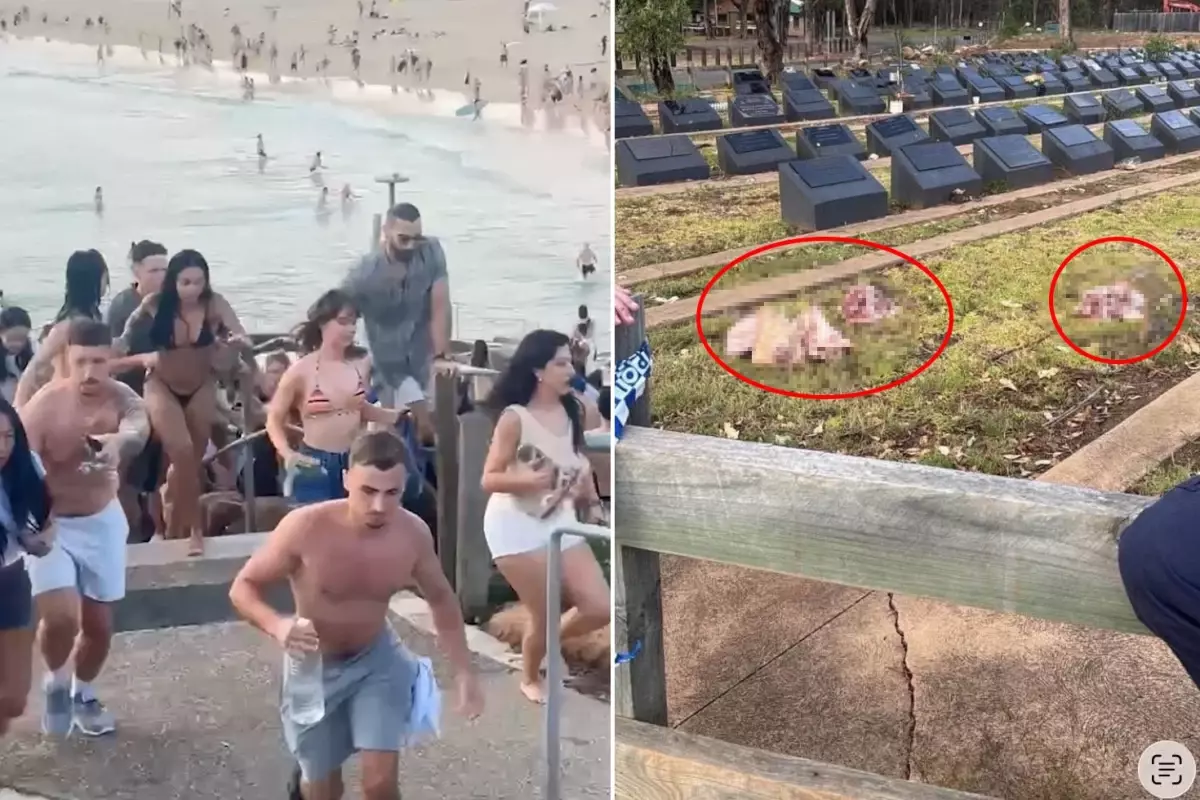 Sydney'de Domuz Kafalarıyla Provokasyon