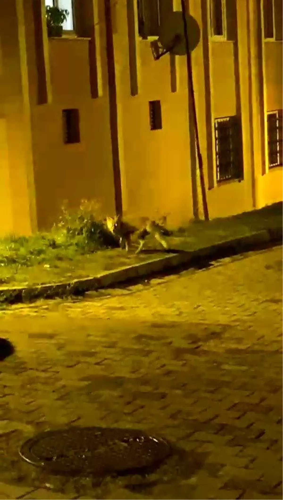 Düzce\'de Tilki Panik Yaratıyor