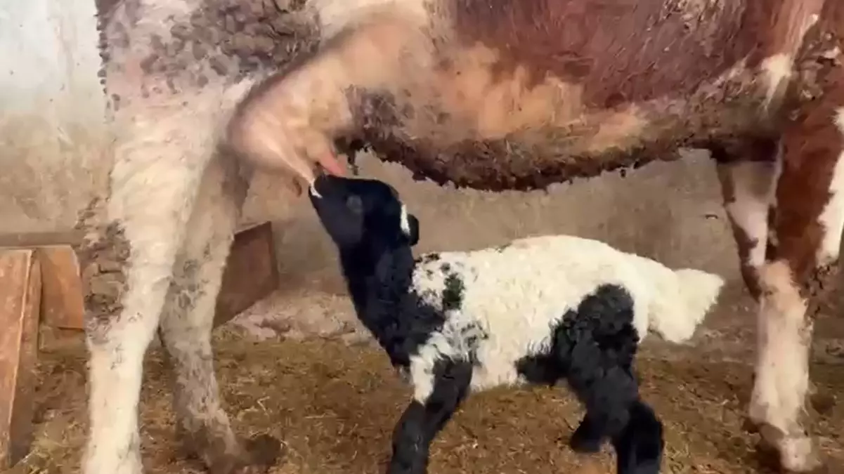 Kuzuyu İnek Emzirdi